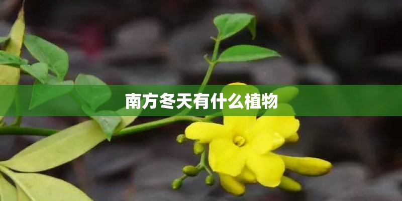 南方冬天有什么植物