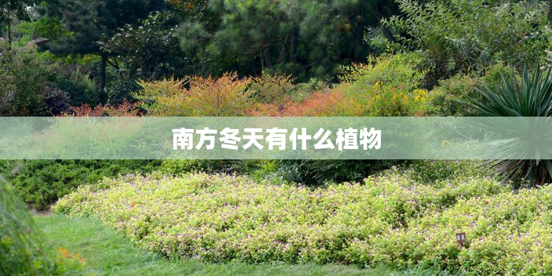 南方冬天有什么植物