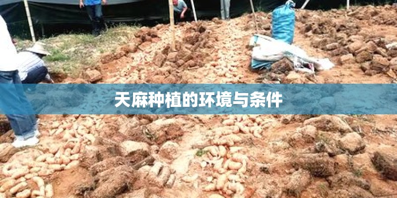 天麻种植的环境与条件