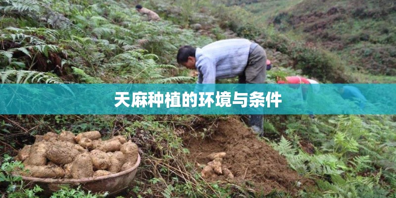 天麻种植的环境与条件