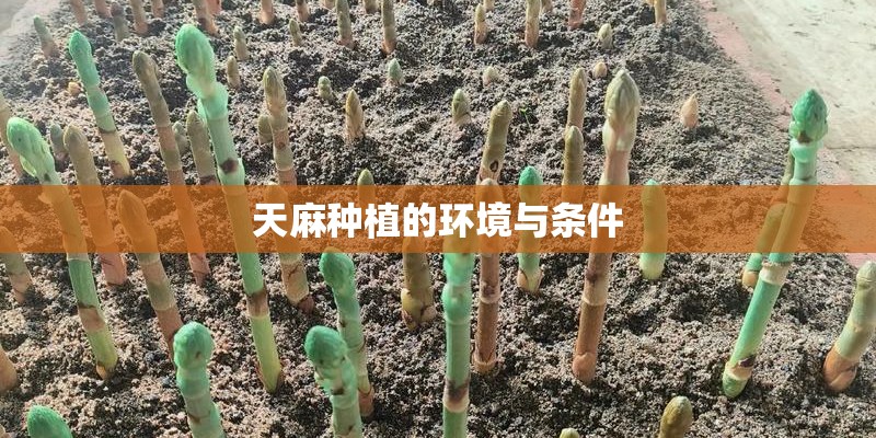 天麻种植的环境与条件
