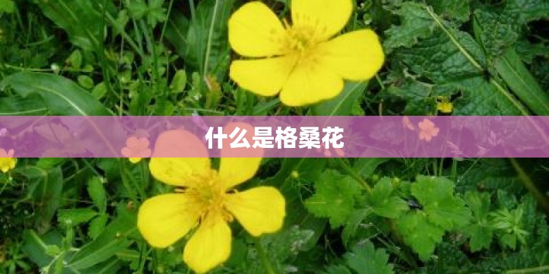什么是格桑花