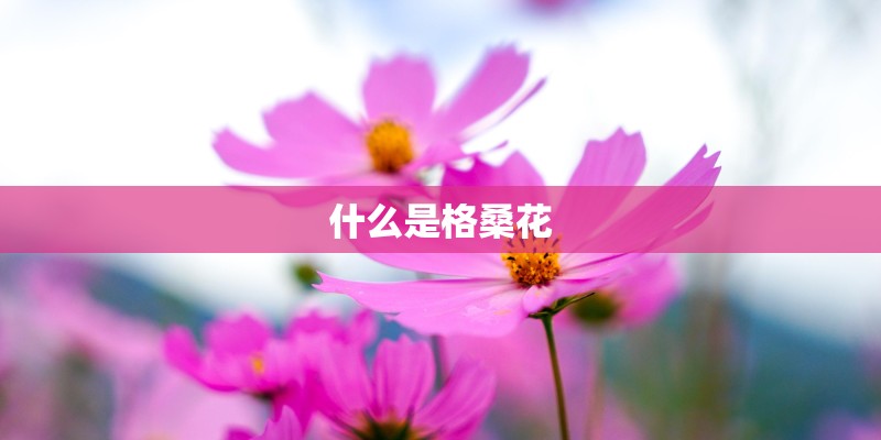 什么是格桑花
