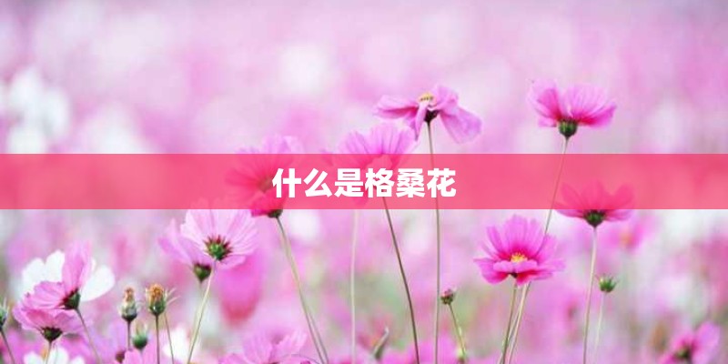 什么是格桑花