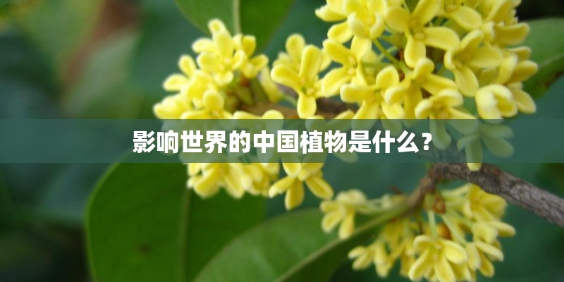 影响世界的中国植物是什么？