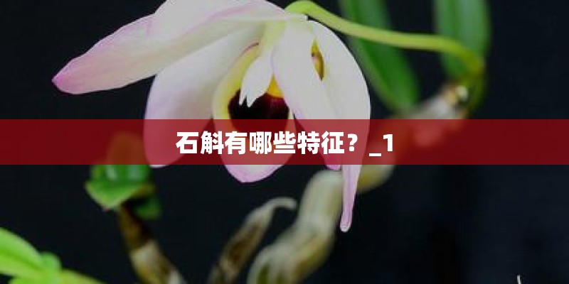 石斛有哪些特征？_1