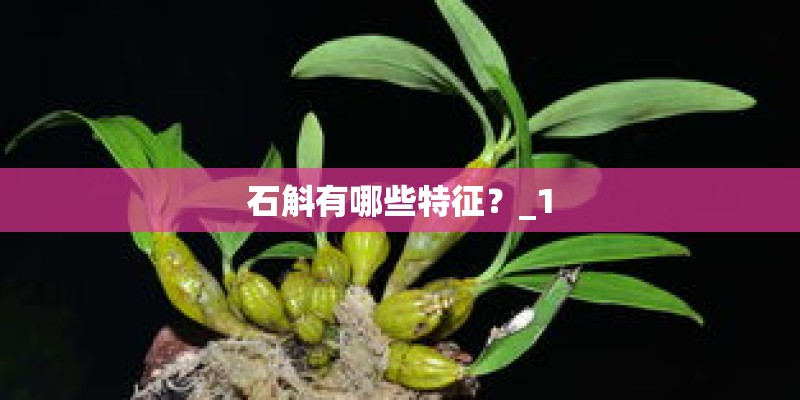 石斛有哪些特征？_1
