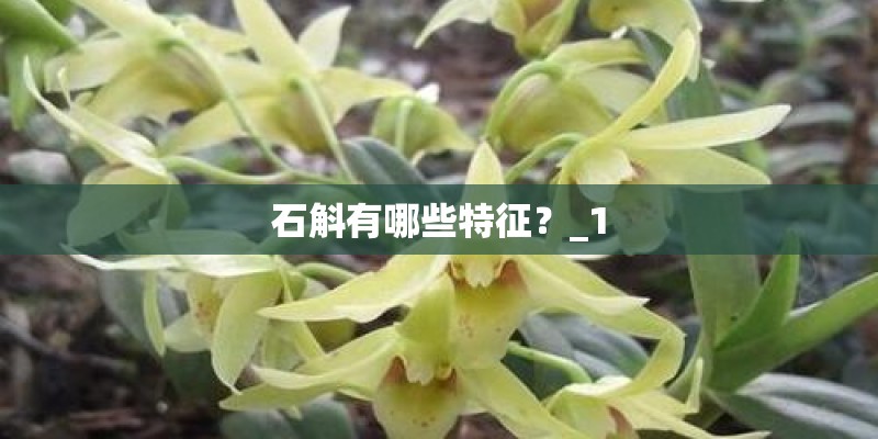 石斛有哪些特征？_1