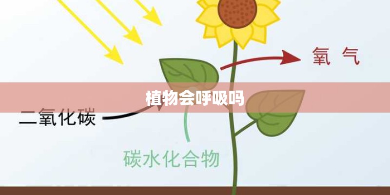 植物会呼吸吗