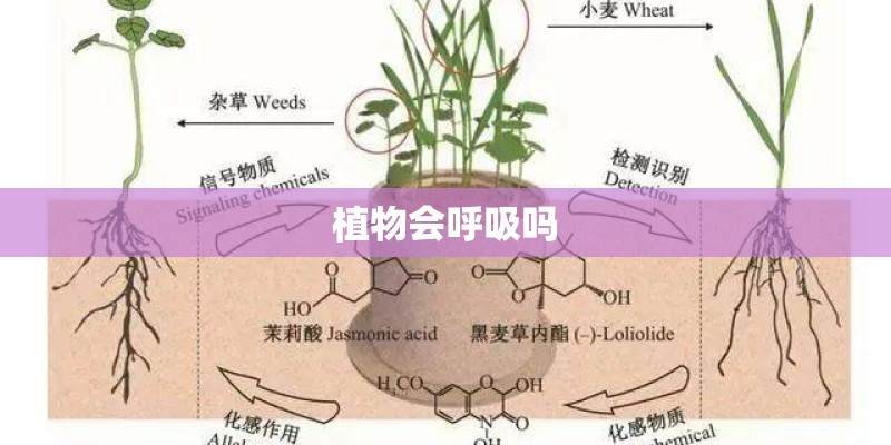 植物会呼吸吗