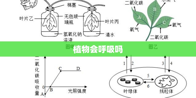 植物会呼吸吗