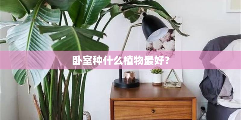 卧室种什么植物最好？