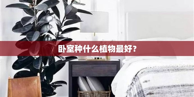 卧室种什么植物最好？