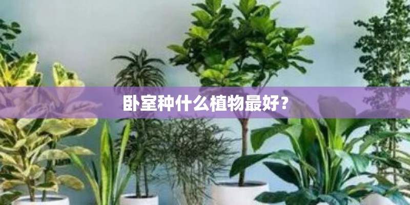 卧室种什么植物最好？