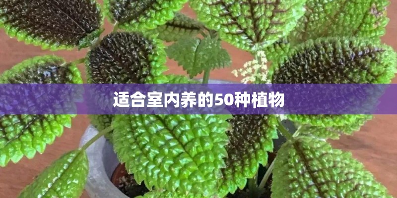 适合室内养的50种植物