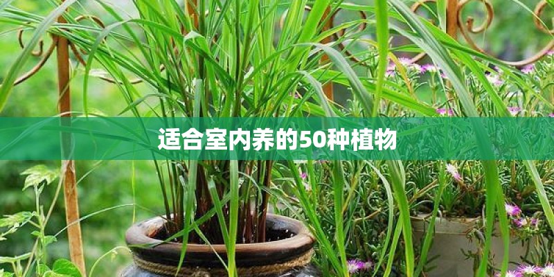 适合室内养的50种植物