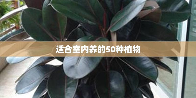 适合室内养的50种植物