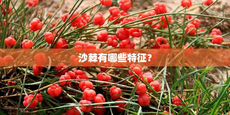 沙棘有哪些特征？