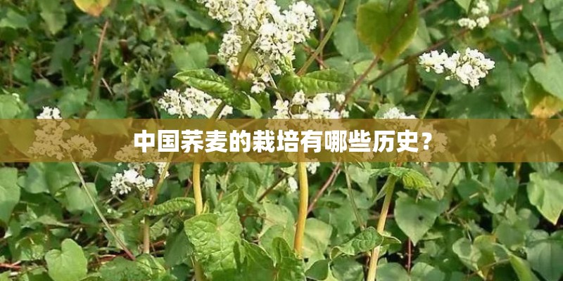 中国荞麦的栽培有哪些历史？