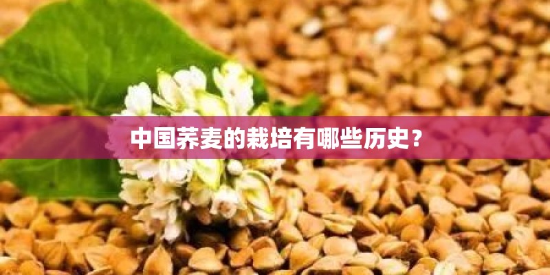 中国荞麦的栽培有哪些历史？
