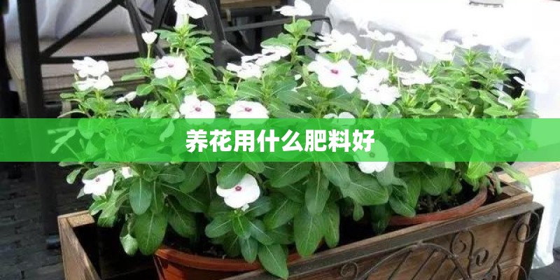 养花用什么肥料好