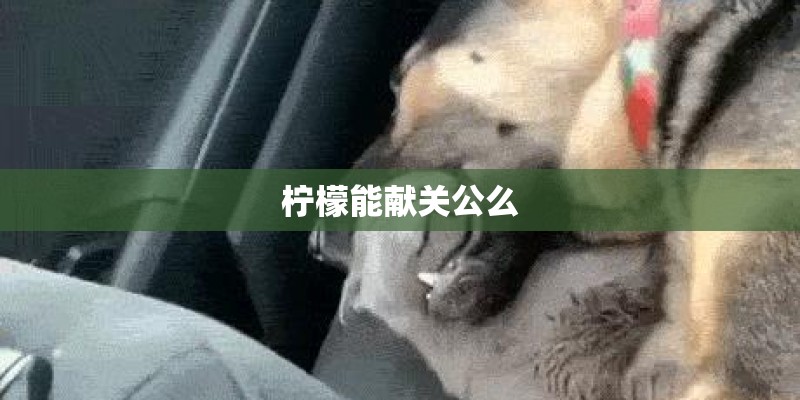 柠檬能献关公么