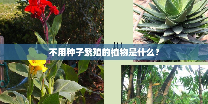 不用种子繁殖的植物是什么？
