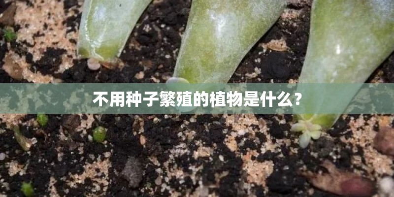 不用种子繁殖的植物是什么？