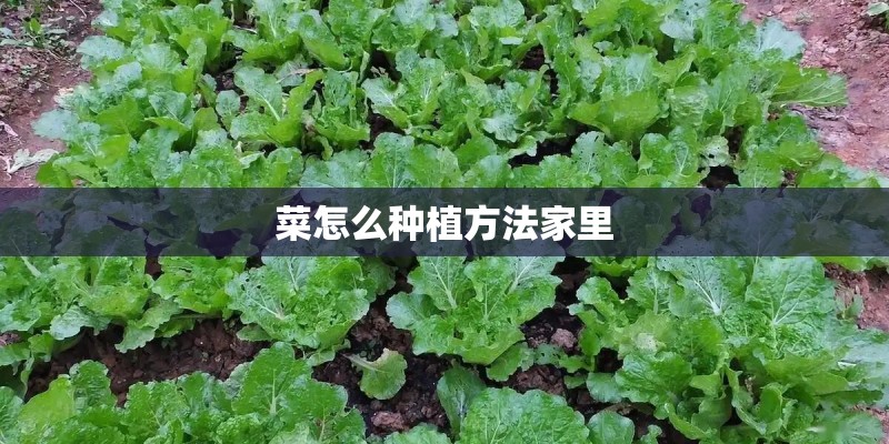 菜怎么种植方法家里