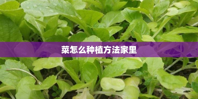 菜怎么种植方法家里