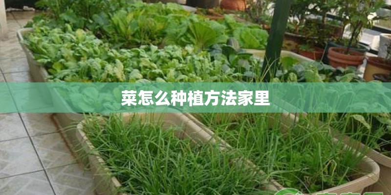 菜怎么种植方法家里