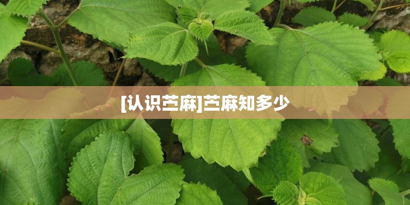 [认识苎麻]苎麻知多少