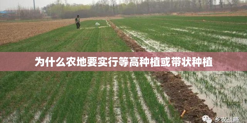 为什么农地要实行等高种植或带状种植