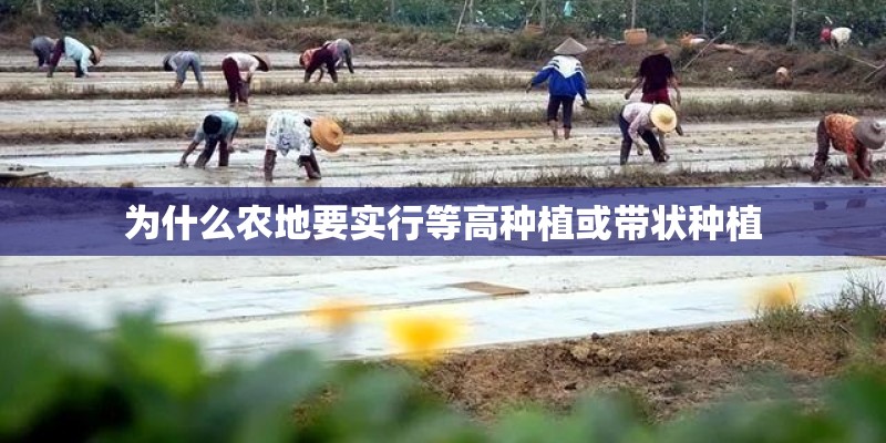 为什么农地要实行等高种植或带状种植