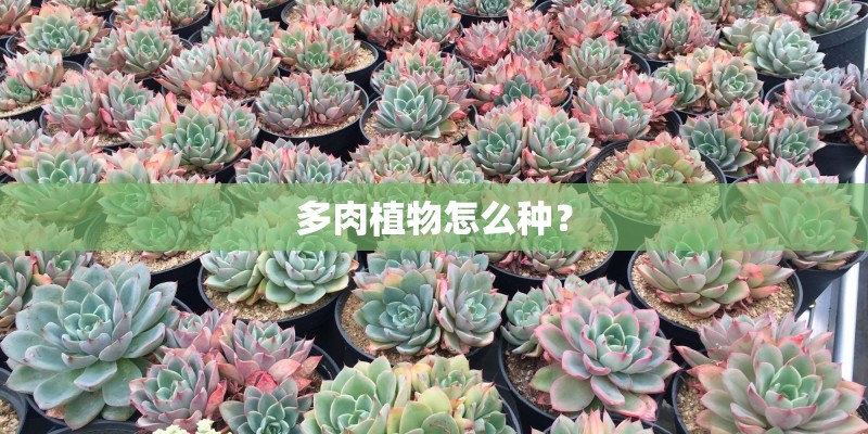 多肉植物怎么种? 多肉植物怎么种?