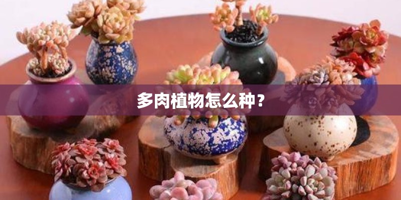 多肉植物怎么种? 多肉植物怎么种?