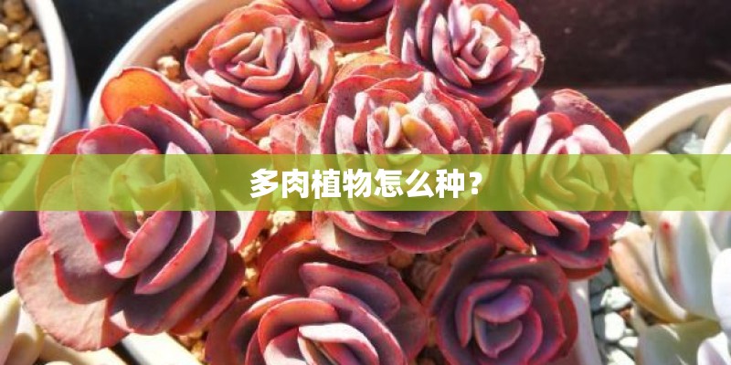 多肉植物怎么种? 多肉植物怎么种?