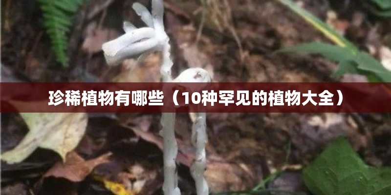 珍稀植物有哪些（10种罕见的植物大全）