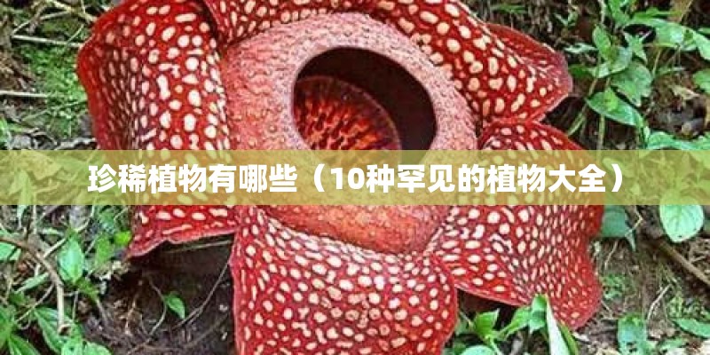 珍稀植物有哪些（10种罕见的植物大全）