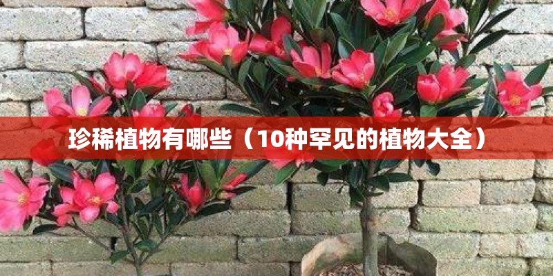珍稀植物有哪些（10种罕见的植物大全）