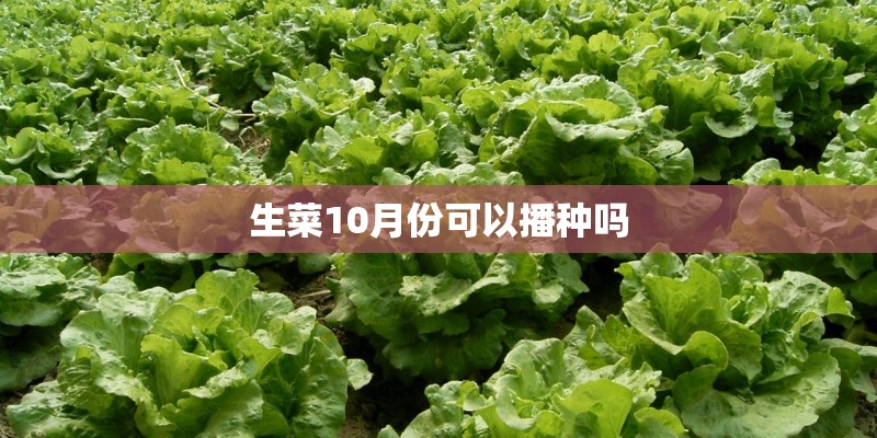 生菜10月份可以播种吗