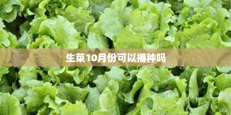 生菜10月份可以播种吗