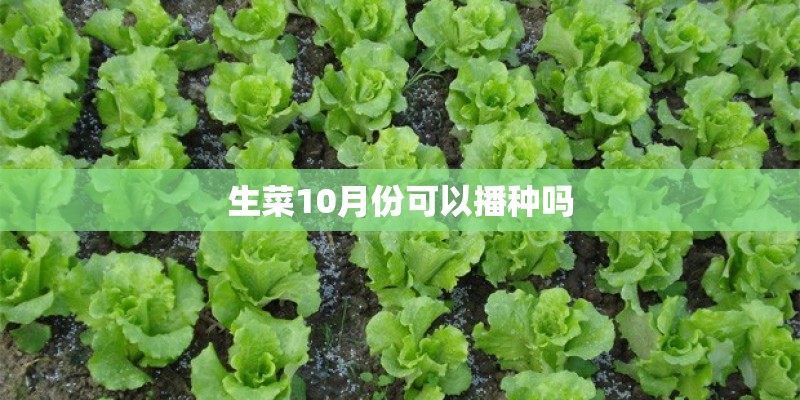 生菜10月份可以播种吗