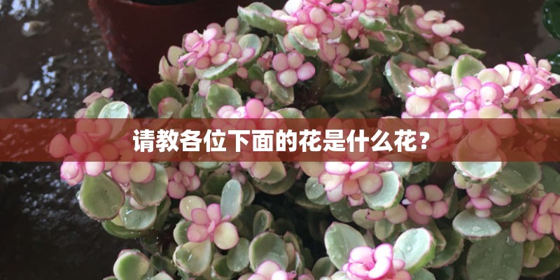 请教各位下面的花是什么花？