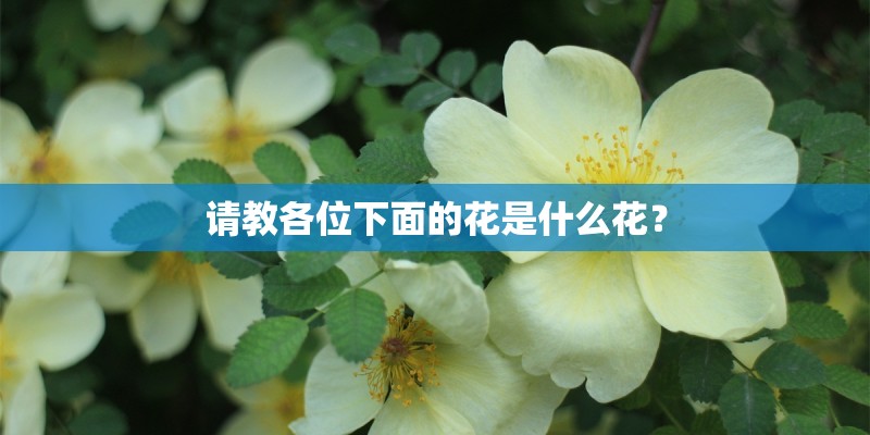 请教各位下面的花是什么花？