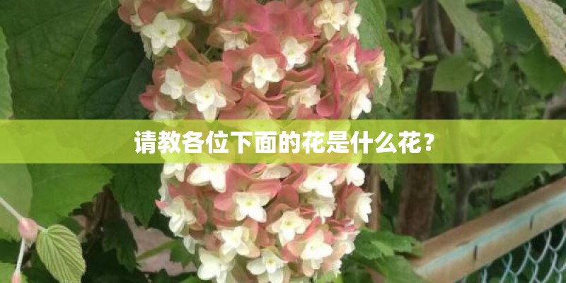 请教各位下面的花是什么花？