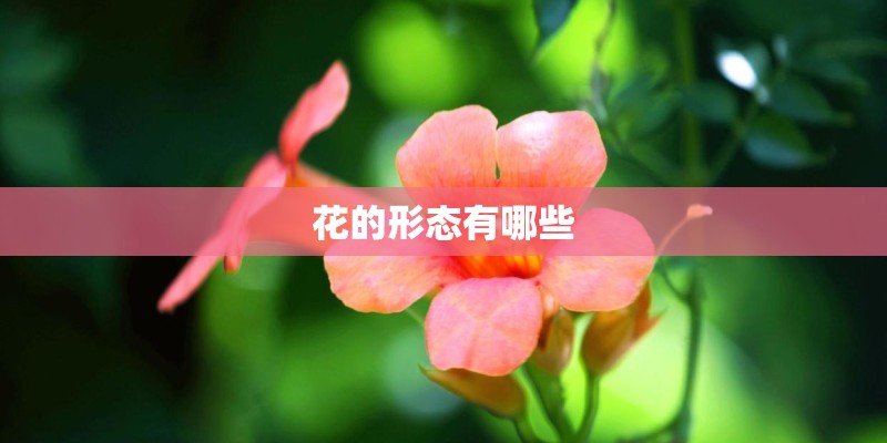 花的形态有哪些