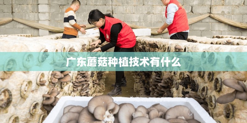 广东蘑菇种植技术有什么