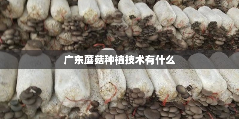广东蘑菇种植技术有什么