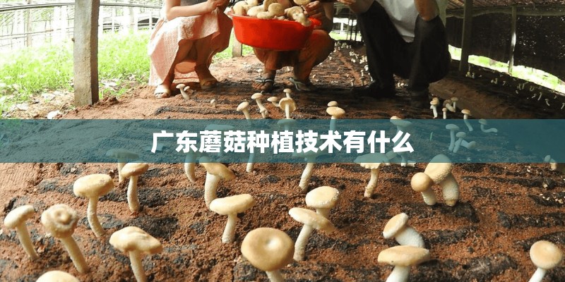 广东蘑菇种植技术有什么